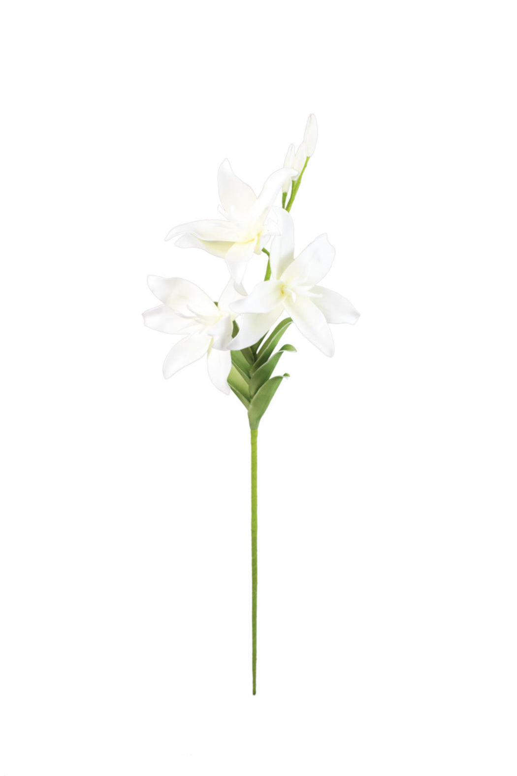 WHITE BOTANICA