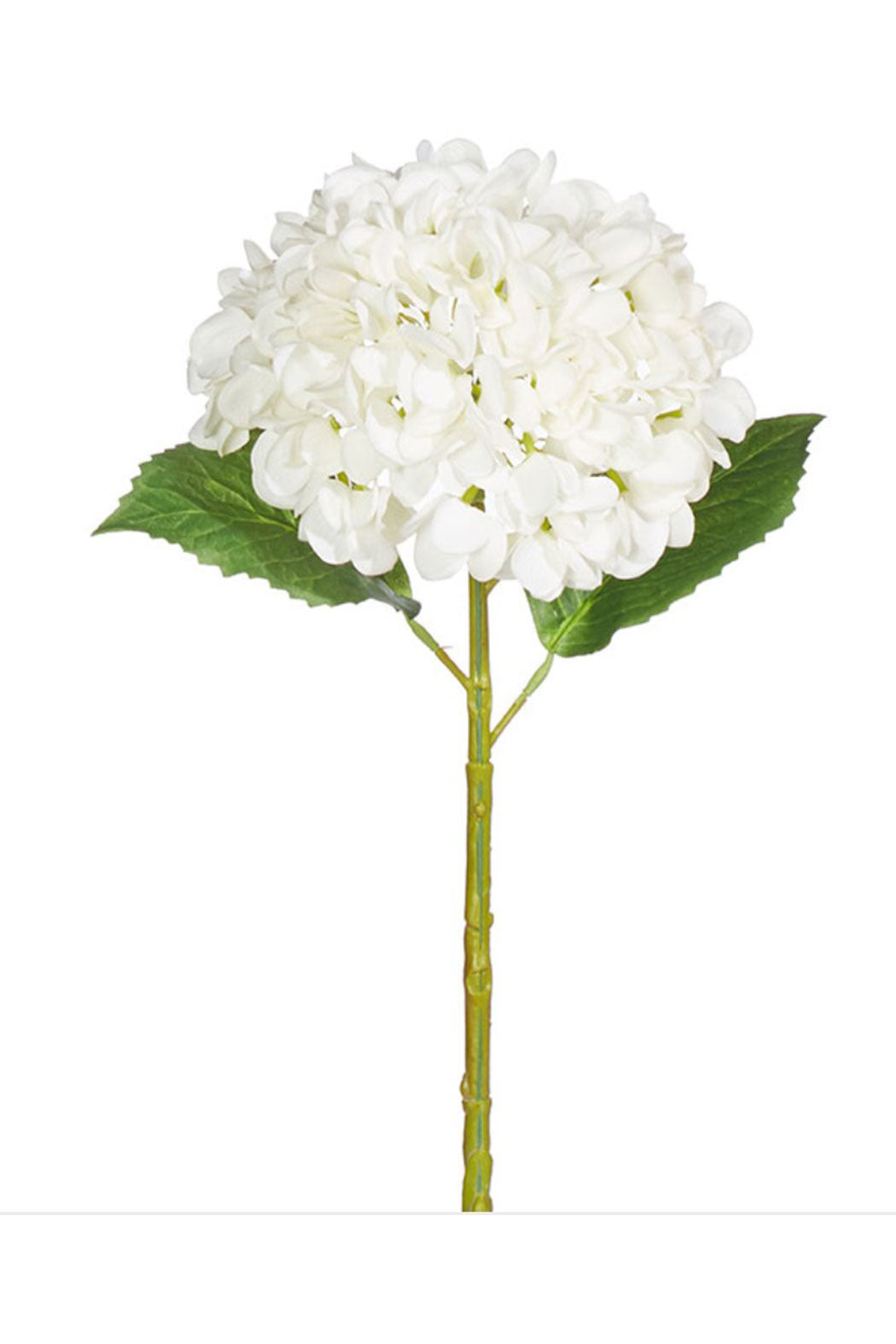 White Hydrangea