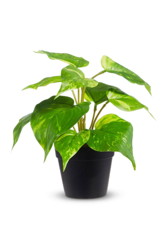 Potted Golden Pothos