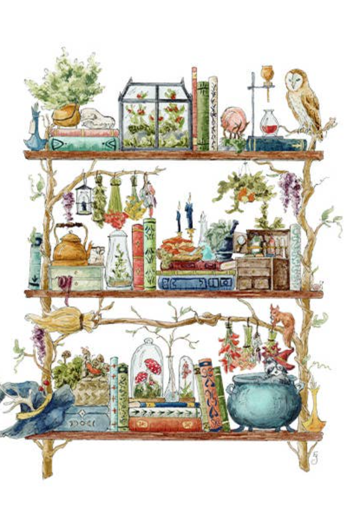 The Forest Witch's Shelves Postcard