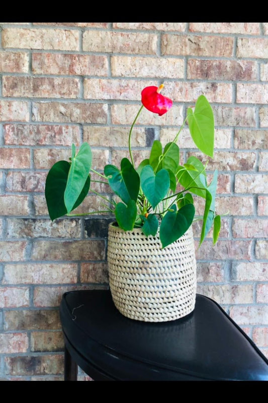 Biodegradable Basket Vase