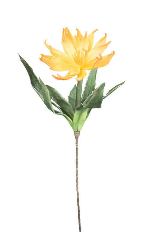 ORANGE BOTANICA