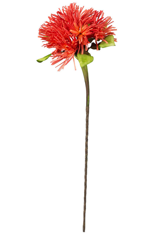 ORANGE BOTANICA