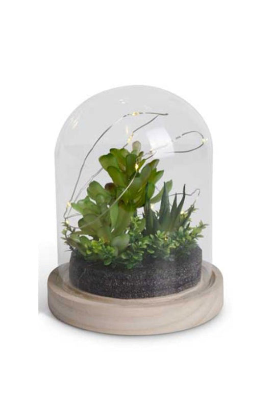 Small LED Succulent Terrarium