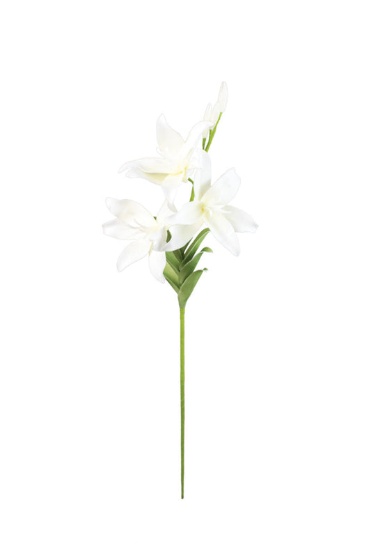 WHITE BOTANICA